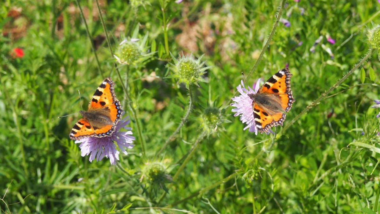 Urlaub Im Naturgarten Lejlighed Bergneustadt Eksteriør billede